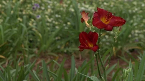 Flowers in the forest Stock Footage 81417017