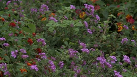 Flowers in the forest 스톡 동영상 81417042