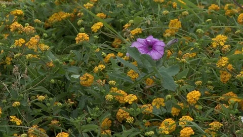 Flowers in the forest 스톡 동영상 81417085