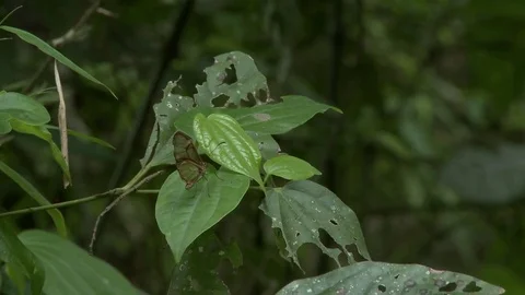 Flowers in the forest Video stock 81419078