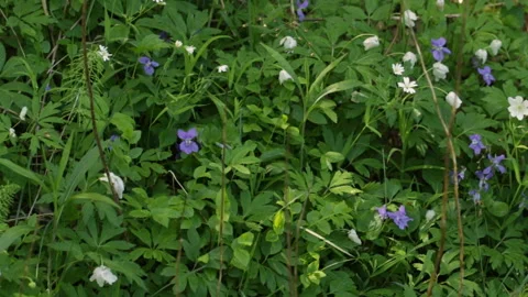 Flowers in the forest Video stock 91820303