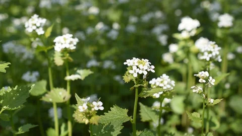 Flowers in the forest Stock Footage 127907201