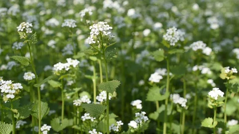 Flowers in the forest Stock Footage 128045129