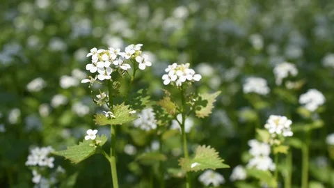 Flowers in the forest Stock Footage 128226060