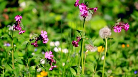 Flowers, forest Stock Footage