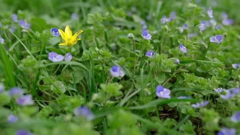 Flowers in the forest Stock Footage 272448122