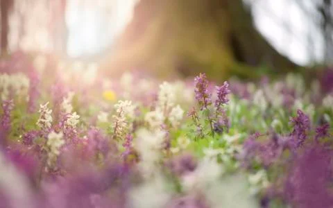 Flowers on forest ground in spring Stock Photos