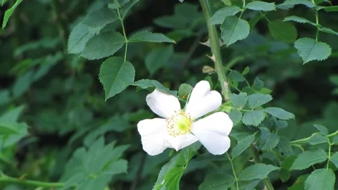 Flowers in the forest MVI 9240 Stock Footage 167769563