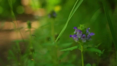 Flowers on a forest path, rack focus Video stock 81096664