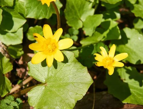 Flowers in the forest. 库存照片
