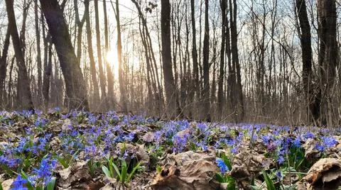 Flowers in forest Foto stock