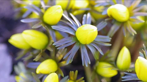 Flowers in the forest in spring. Stock Footage 47927902