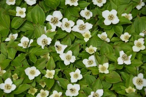 Flowers in the forest in spring Stock Photos