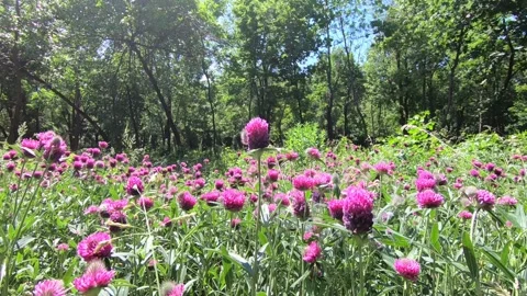 Flowers in the forest on a sunny day. Stock Footage 132535936