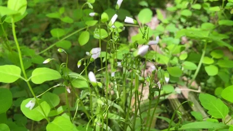 Flowers in the forest undergrowth Video stock 239491500