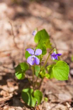 Flowers forest violets Stock Photos