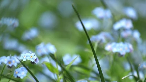 Flowers of forget me not Stock Footage 94327628