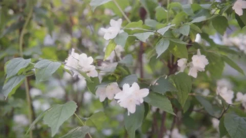 Flowers of fragrant jasmine close-up, small depth of sharpness. 動画素材 156077208