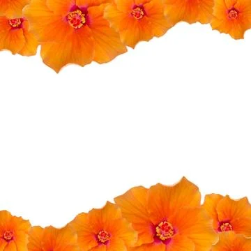 Flowers frame Stock Photos