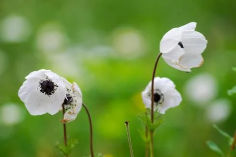 Flowers front of blur background Stock Photos