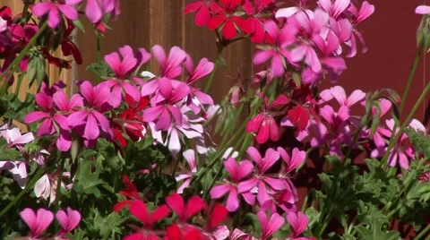 Flowers in front of Engadin housefronts 스톡 동영상 1071357