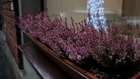 Flowers  in front of the house  in winter Stock Footage 70023214
