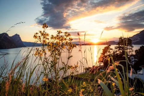 Flowers in front of a lake Stock Photos