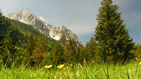 Flowers in front of mountain and hill with trees on sunny day. Stock Footage 38730955