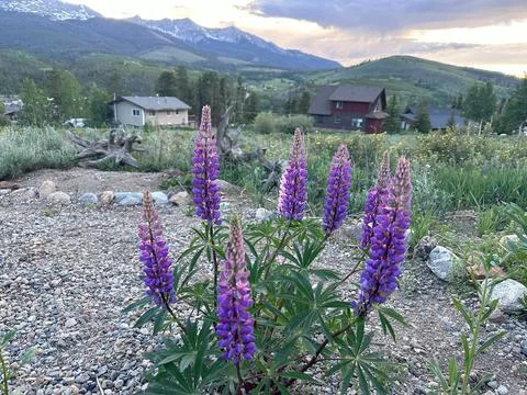 Flowers in front of a mountain range and town Stock Photos