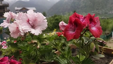 Flowers on front mountains Vidéo 239055848
