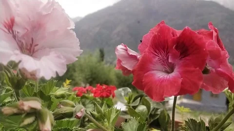 Flowers on front mountains Video stock 239055886