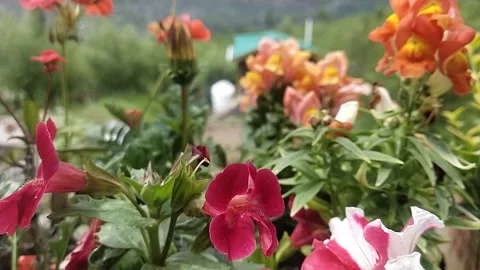 Flowers on front mountains Video stock 239055910