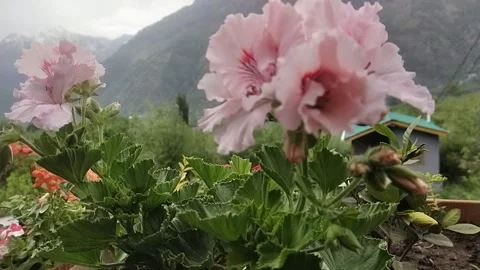 Flowers on front mountains rose colour Stock Footage 239055907