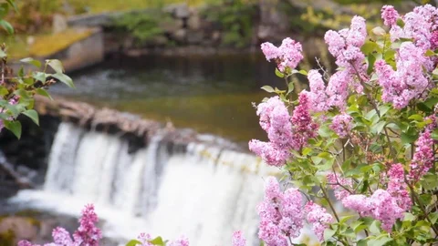 Flowers in Front of a Small Waterfall Stock Footage 100981061
