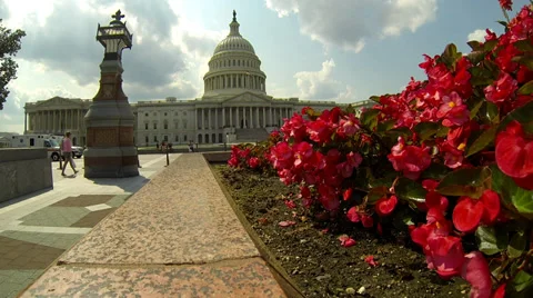 Flowers in Front of U.S. Capitol Building Stock Footage 37695652