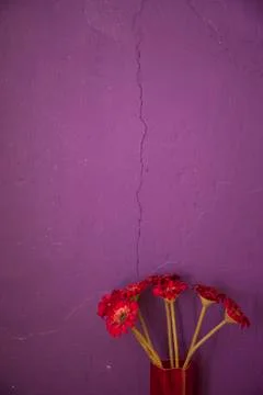 Flowers in front of wall Foto stock