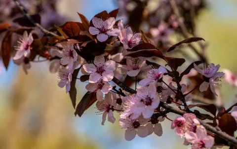 Flowers of fruit trees bloom Foto stock