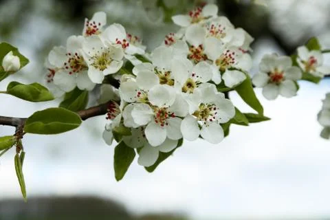 Flowers of the fruit trees on a spring day Stock Photos