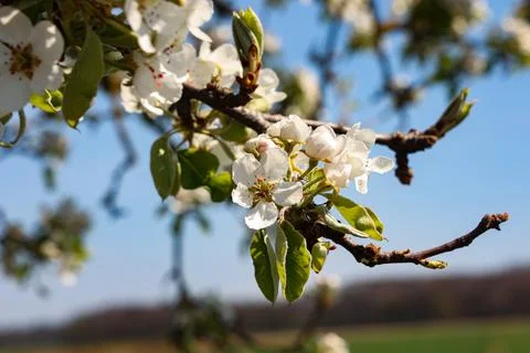 Flowers of the fruit trees on a spring day Foto stock