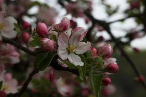 Flowers of the fruit trees on a spring day Stock Photos