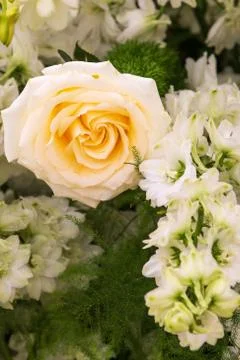 Flowers full bloom Stock Photos