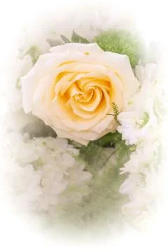 Flowers full bloom Stock Photos
