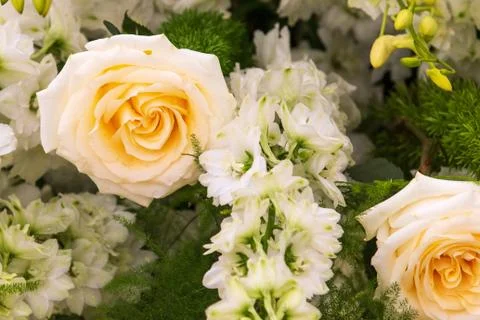 Flowers full bloom Stock Photos