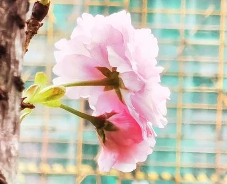 Flowers in Full Bloom Stock Photos