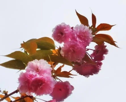 Flowers in Full Bloom Stock Photos