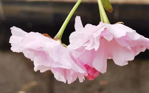 Flowers in Full Bloom Stock Photos