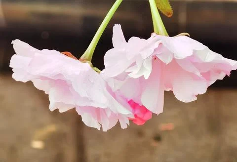 Flowers in Full Bloom Stock Photos