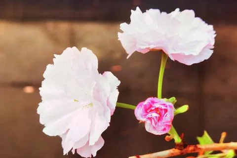 Flowers in Full Bloom 写真素材
