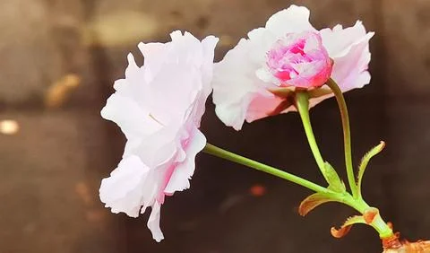 Flowers in Full Bloom Stock Photos