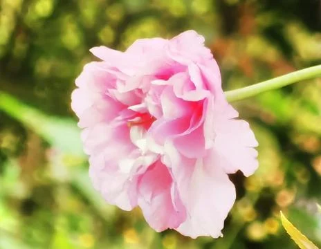 Flowers in Full Bloom Stock Photos